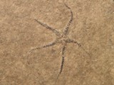 Echinodermer